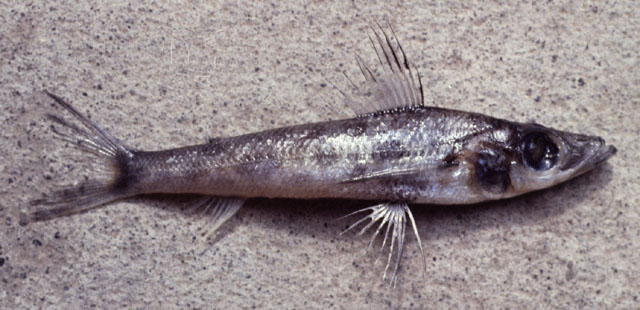 Chlorophthalmus acutifrons