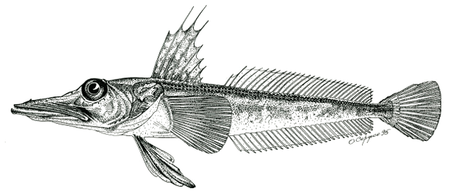 Channichthys aelitae