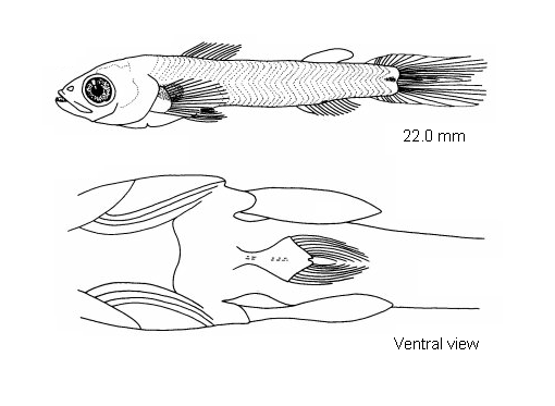 Chlorophthalmus agassizi