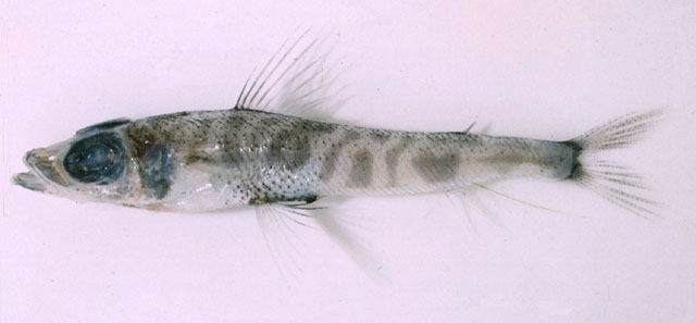 Chlorophthalmus agassizi