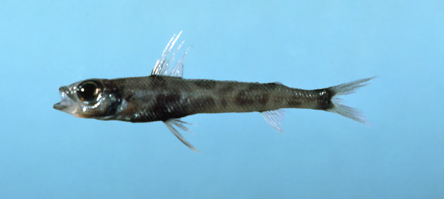 Chlorophthalmus agassizi