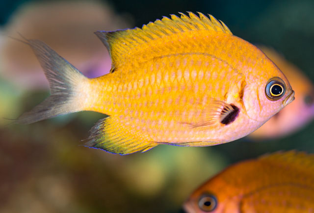 Pycnochromis pacifica