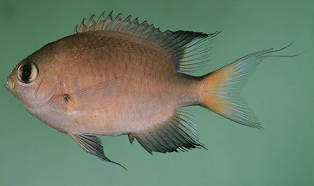 Pycnochromis atripes