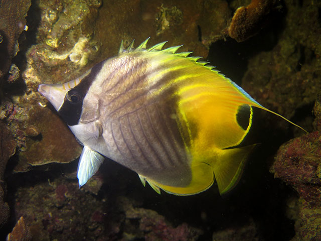 Chaetodon auriga