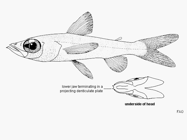 Chlorophthalmus corniger