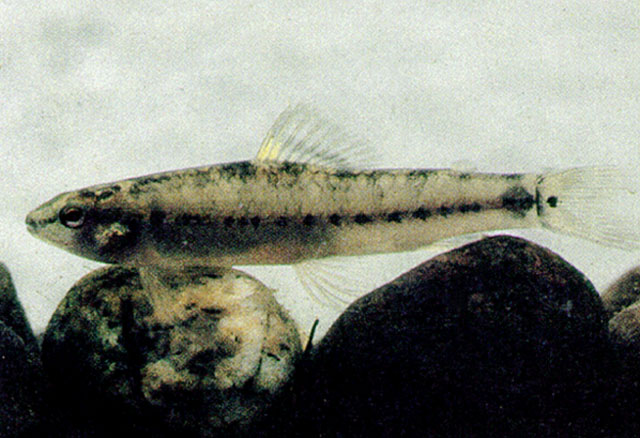 Characidium boavistae