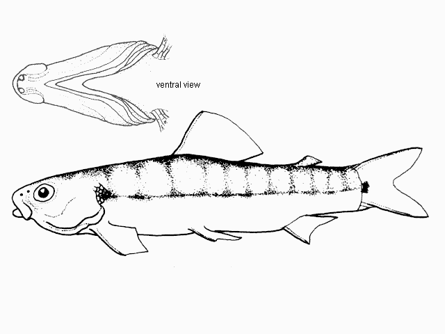 Characidium boavistae