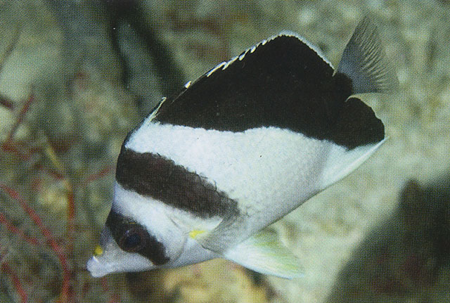 Chaetodon burgessi