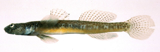 Gymnogobius cylindricus