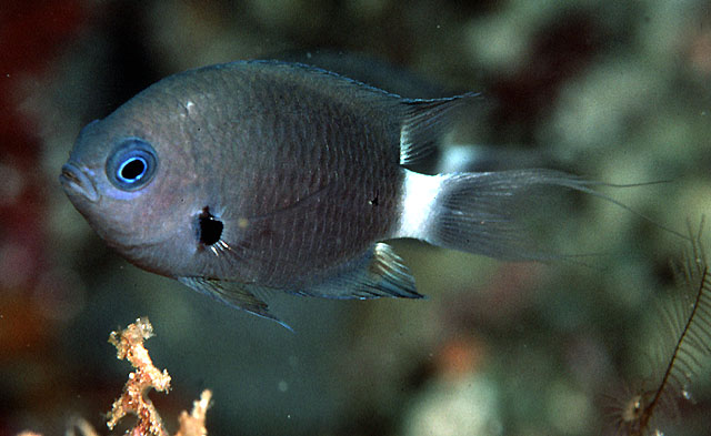 Pycnochromis delta