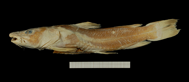 Chrysichthys delhezi