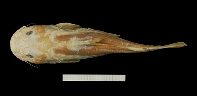 Chrysichthys delhezi