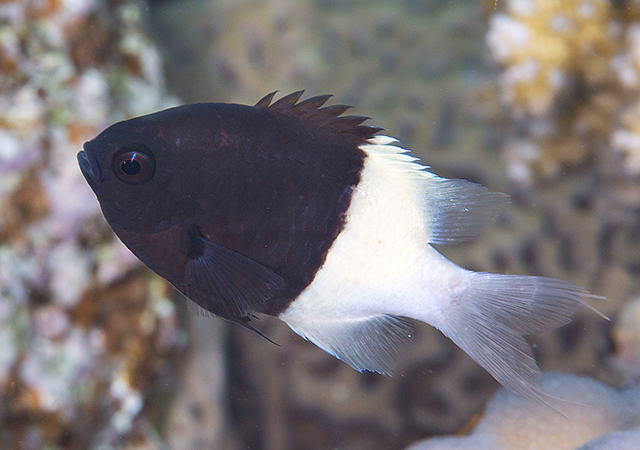 Pycnochromis dimidiatus