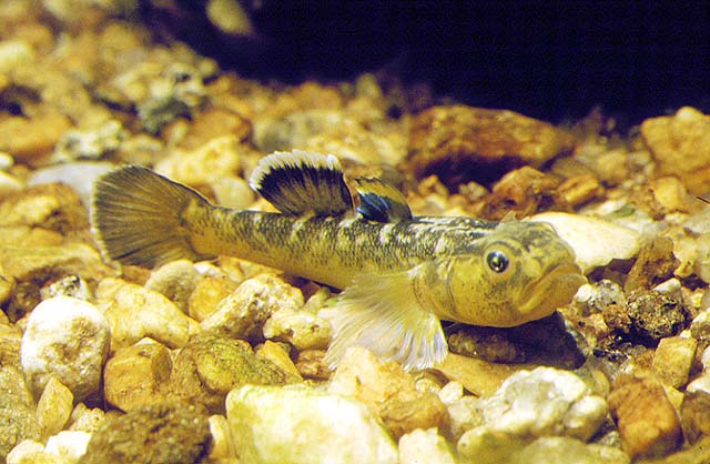 Chlamydogobius eremius