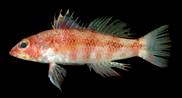 Chelidoperca formosa