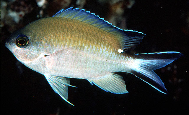 Chromis norfolkensis