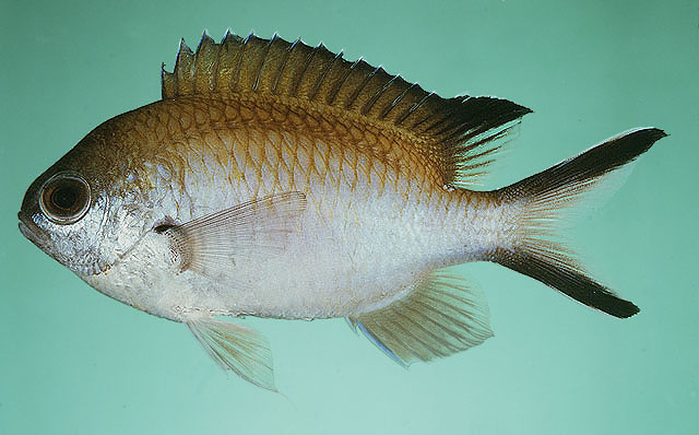 Chromis norfolkensis