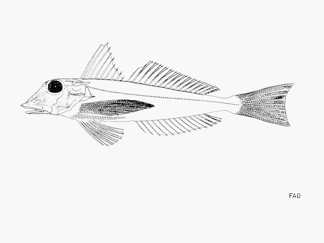 Chelidonichthys gabonensis