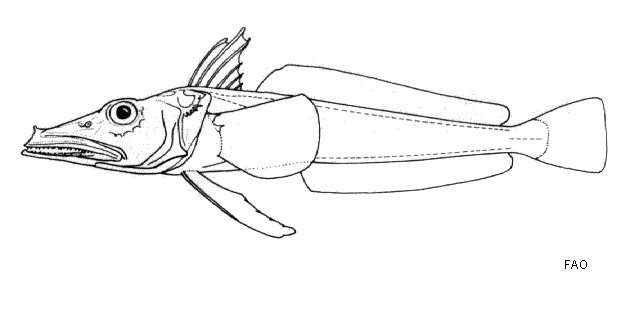 Chionodraco hamatus