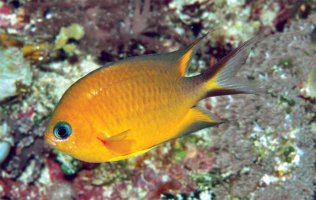 Pycnochromis howsoni