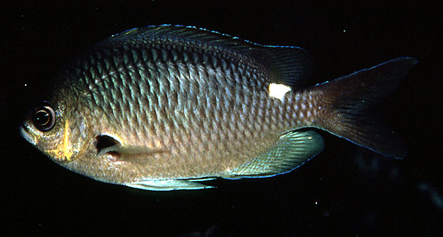 Chromis hypsilepis