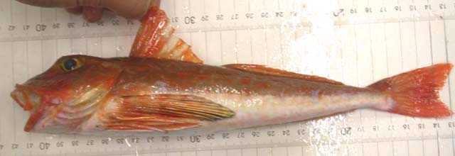 Chelidonichthys kumu