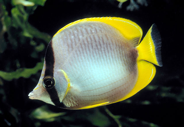 Chaetodon leucopleura