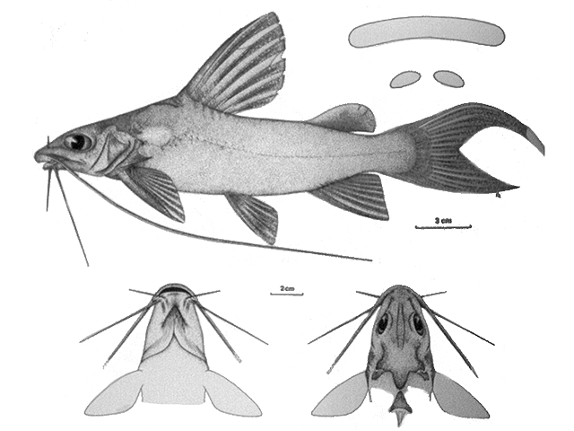 Chrysichthys longibarbis