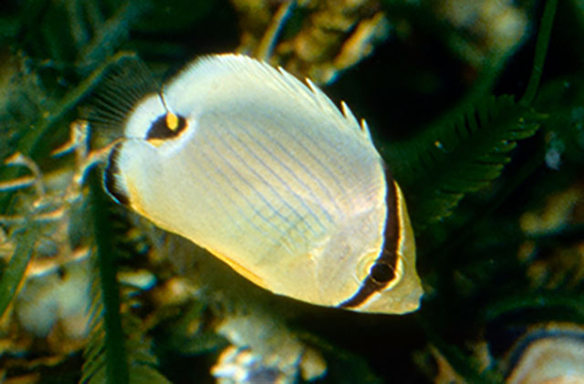 Chaetodon lunulatus