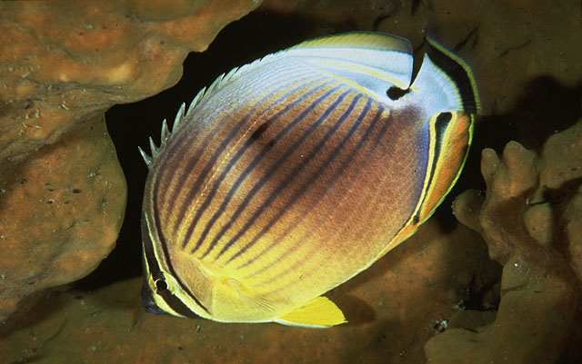 Chaetodon lunulatus