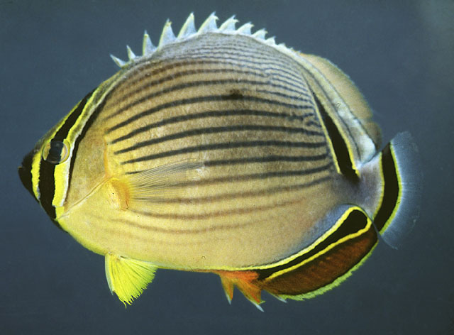 Chaetodon lunulatus