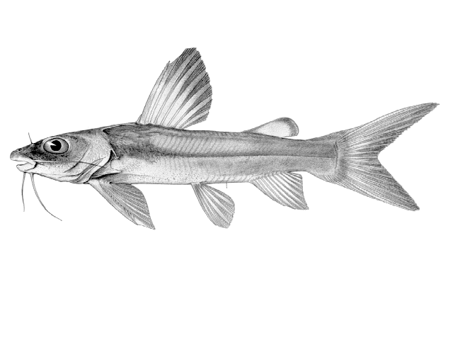 Chrysichthys macropterus