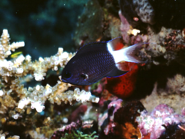 Pycnochromis margaritifer