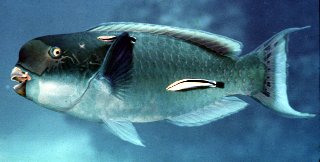 Chlorurus microrhinos