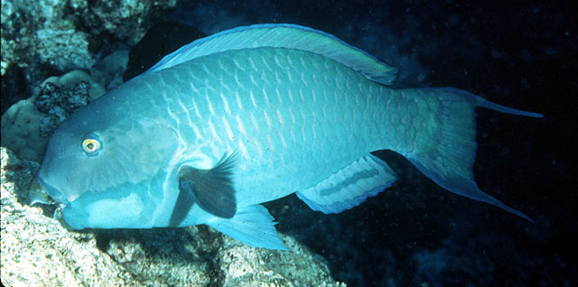 Chlorurus microrhinos