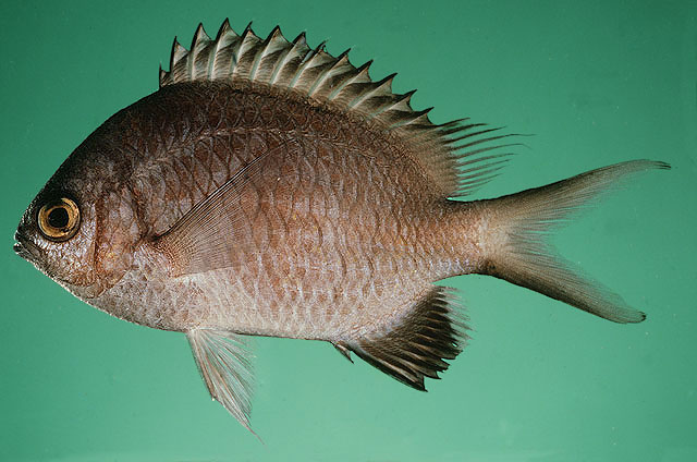 Chromis nigroanalis