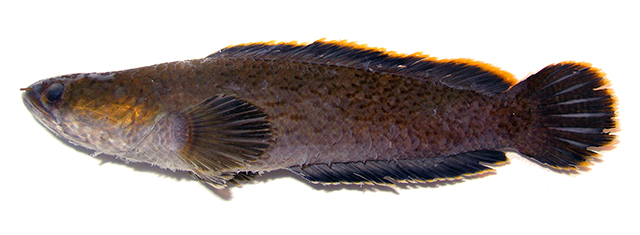 Channa ninhbinhensis