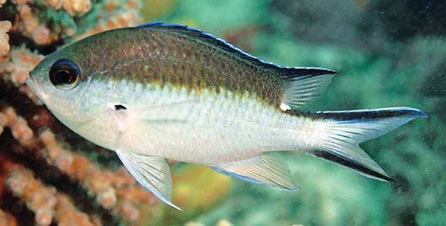 Chromis norfolkensis