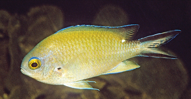 Chromis norfolkensis