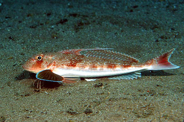 Chelidonichthys obscurus