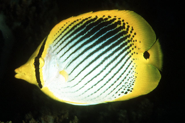 Chaetodon ocellicaudus