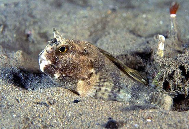 Blennius ocellaris