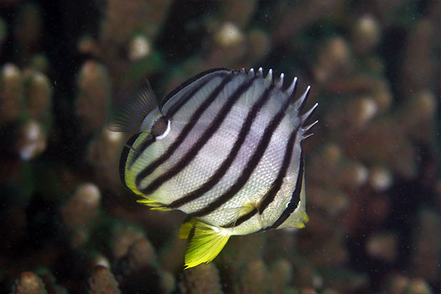 Chaetodon octofasciatus