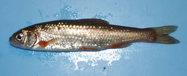 Achondrostoma oligolepis