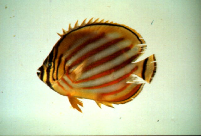 Chaetodon ornatissimus