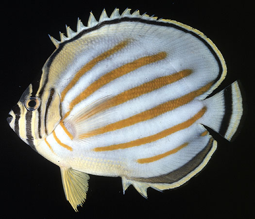 Chaetodon ornatissimus