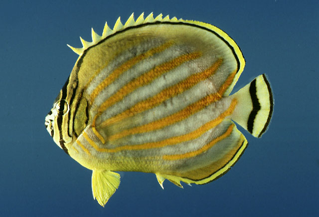 Chaetodon ornatissimus