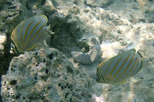 Chaetodon ornatissimus