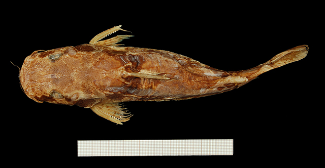 Chrysichthys ornatus