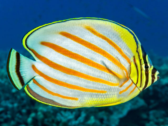 Chaetodon ornatissimus